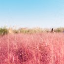 핑크뮬리 이미지