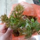 쌍치 농장 이미지