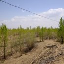 산림청 '황사·미세먼지 줄이기'…중국에 40만 그루 심는다 이미지