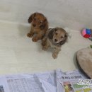 리코리아몰 이미지