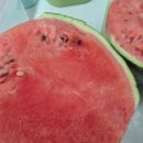 더 네모 | 🌱🍉 더제이마켓 수박 커팅 후기! 네모 모양으로 깔끔하게 썰어 통에 보관하기 ✔️