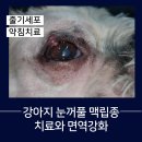 익산군산축협동물병원 | 강아지 눈꺼풀 맥립종 치료와 면역강화 – 13살 쭈이의 수술 전후 동물병원 기록