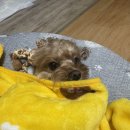 루비애견 이미지