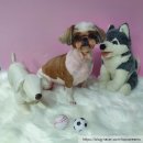 멍냥이발소 이미지