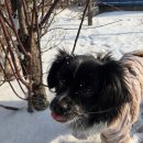 차차네 유치원 | 2. 260228 한달만에 겨우부활(feat. 강쥐유치원소개)