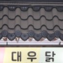 대우닭