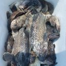 태안호스릴-6 | 태안 안면도 선상낚시 우럭 배낚시체험 가격 예약 방법 총정리(할인 예약 안내)