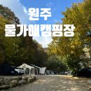 칠봉로 | 원주 물가애캠핑장 숙박 후기 feat. 할로윈 행사