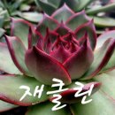 재클린 이미지