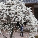 홍주
