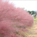 뮬리Muhly