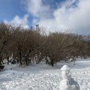 1100고지 드라이브 코스 추천 겨울 한라산 등산은 싫지만, 하얀 눈 쌓인 제주를 보고싶다면 (ft.위치...
