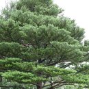 고인돌아이티 | 서울가볼만한곳 청와대 사랑채 청와대 기념품 가게, 무궁화동산