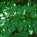 사사프라스 Sassafras, Sassafras albidum 이미지
