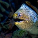 장어명가 이미지