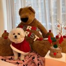 베베 애견유치원 이미지