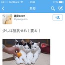 귤냥