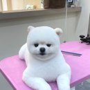 오도르봉 이미지