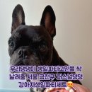 퍼스널댕댕 이미지