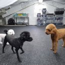 브리더독 이미지