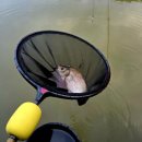 비봉 낚시터 이미지