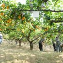 행복농장 5 이미지