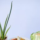 안정순환로172번길 이미지