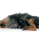 성복동물병원 이미지