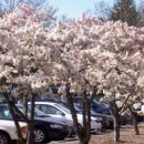 황금렌트카 이미지