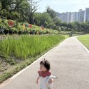 부산 아기랑 갈만한곳 | 정관 윗골공원 장미 실시간 상황, 물놀이터 개장 정보