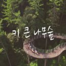 나무뮤직 이미지