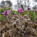 야생화민박 이미지