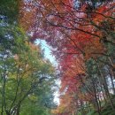 연암공업대학(교육) | 가을이 스며든 캠퍼스 연암의 단풍을 만나다