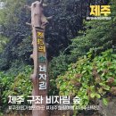 평대베를린 | ​제주도 동쪽 비자림 숲길 : 아이와 걷기 좋은 피톤치드 가득한 산책로