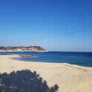 산돼지부식
