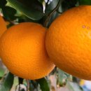 정안농장 이미지