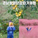 참샘길 | 밀양 참샘허브나라 단감 따기 체험 부산근교 아이와 농촌 체험 팁