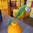 월석농장 이미지