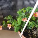 시랑초등학교 이미지