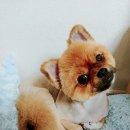 용현애견방 이미지