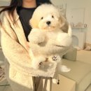 강아지분양 고양이분양 포근퍼피 | 일산강아지분양 고민 끝! 건강한 말티푸를 만나고 온 후기