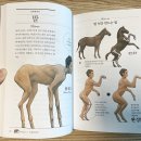 등딱지 이미지