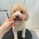 마마펫살롱 이미지