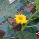 뿌리 농장 이미지