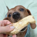 (주)펫투개더 이미지