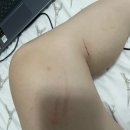 플레인띵스 이미지