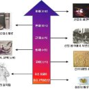 버섯 연대기 - 神의 음식에서 미래 생명산업까지 이미지