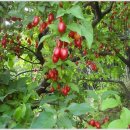 수림농장 이미지