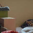 사료마트 | 로얄캐닌 캣 키튼 건식사료 내돈내산후기