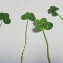 여명 팔탄점 이미지